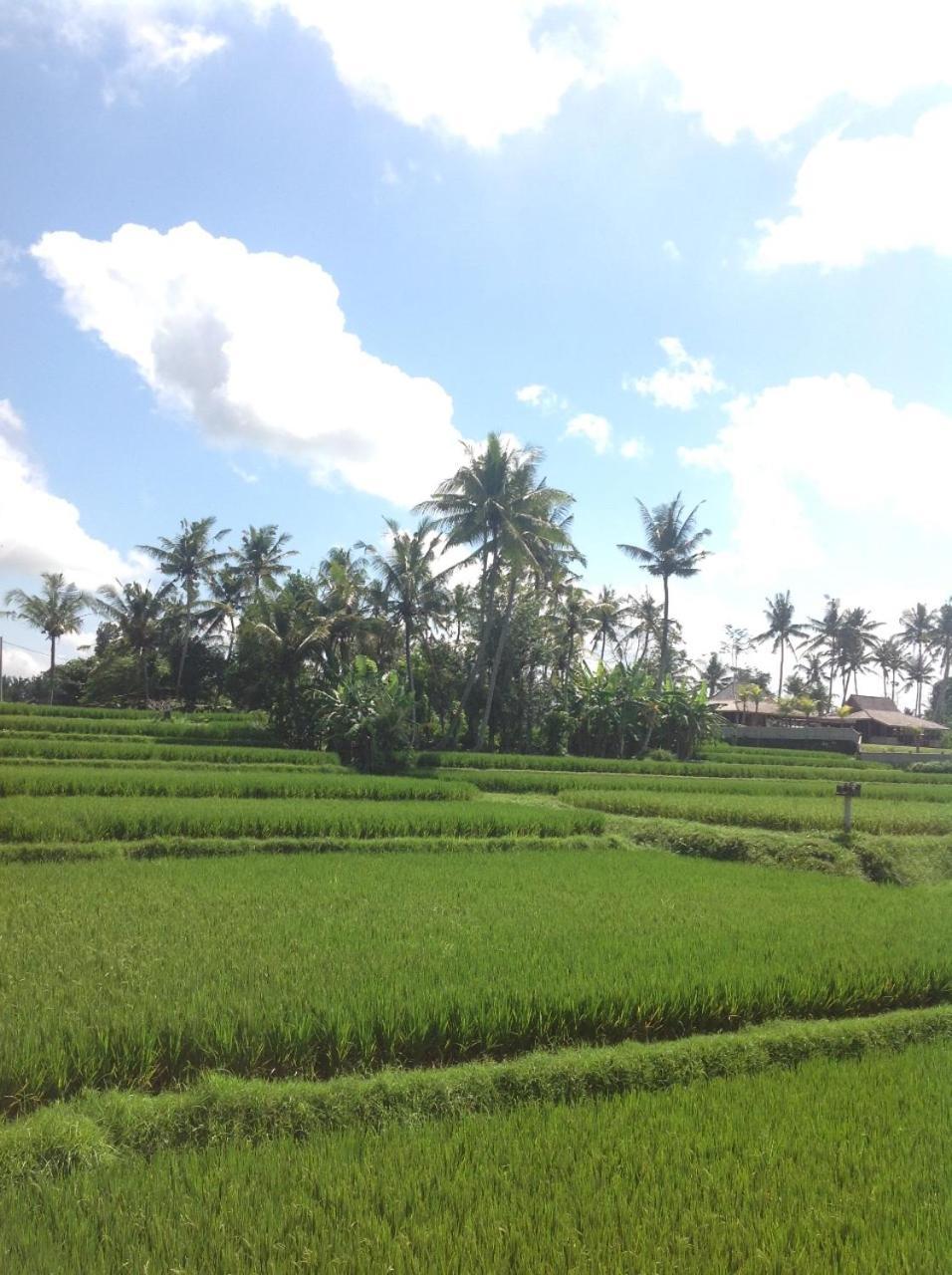 Uma Dhari Villa By Prasi Ubud Extérieur photo